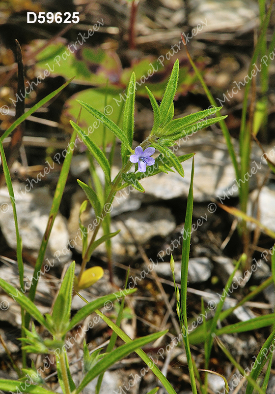 Trichostema brachiatum